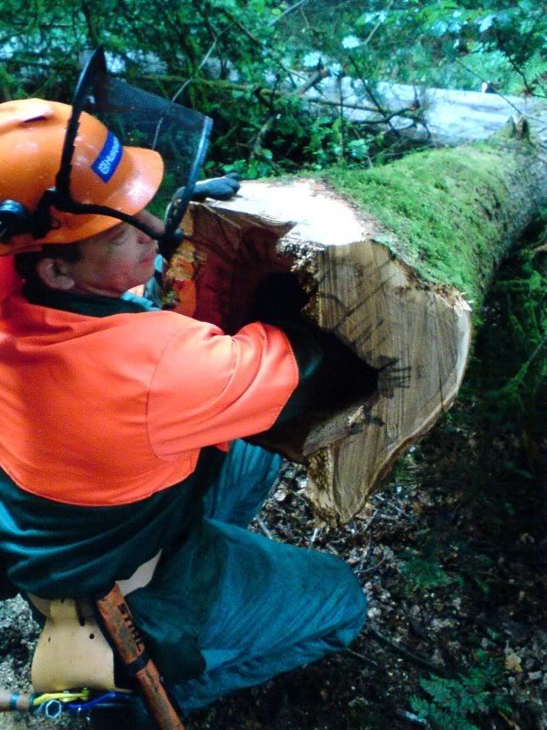 Machst Du Das Nochmal Mach Ich Aus Deinen Ohren Wäschetrockner Schnitt- und Fälltechniken in der Holzernte • Motorsägen-Portal